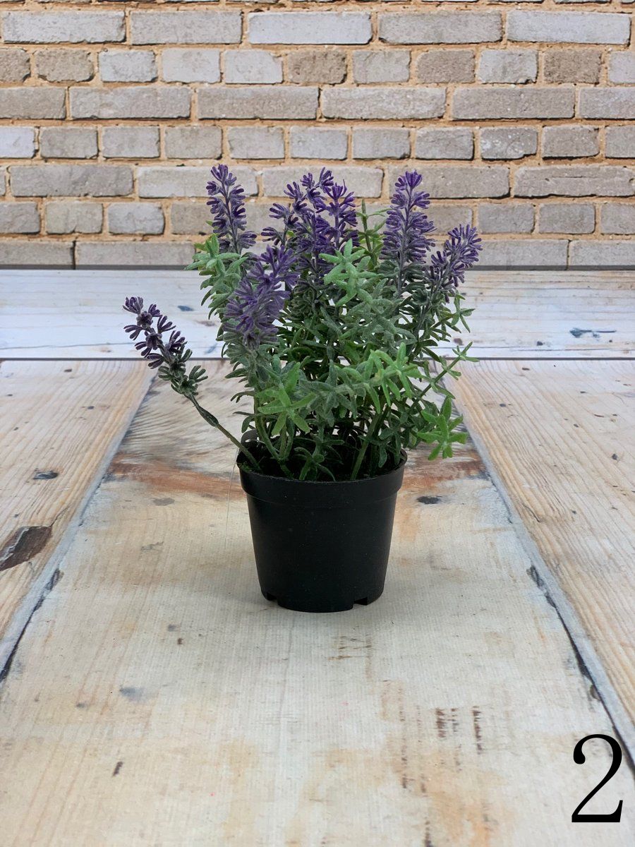 Лаванда в горшке 102257  Интернет-магазин Feron Flower 