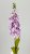 Дельфиниум MR-27747PN  Интернет-магазин Feron Flower 