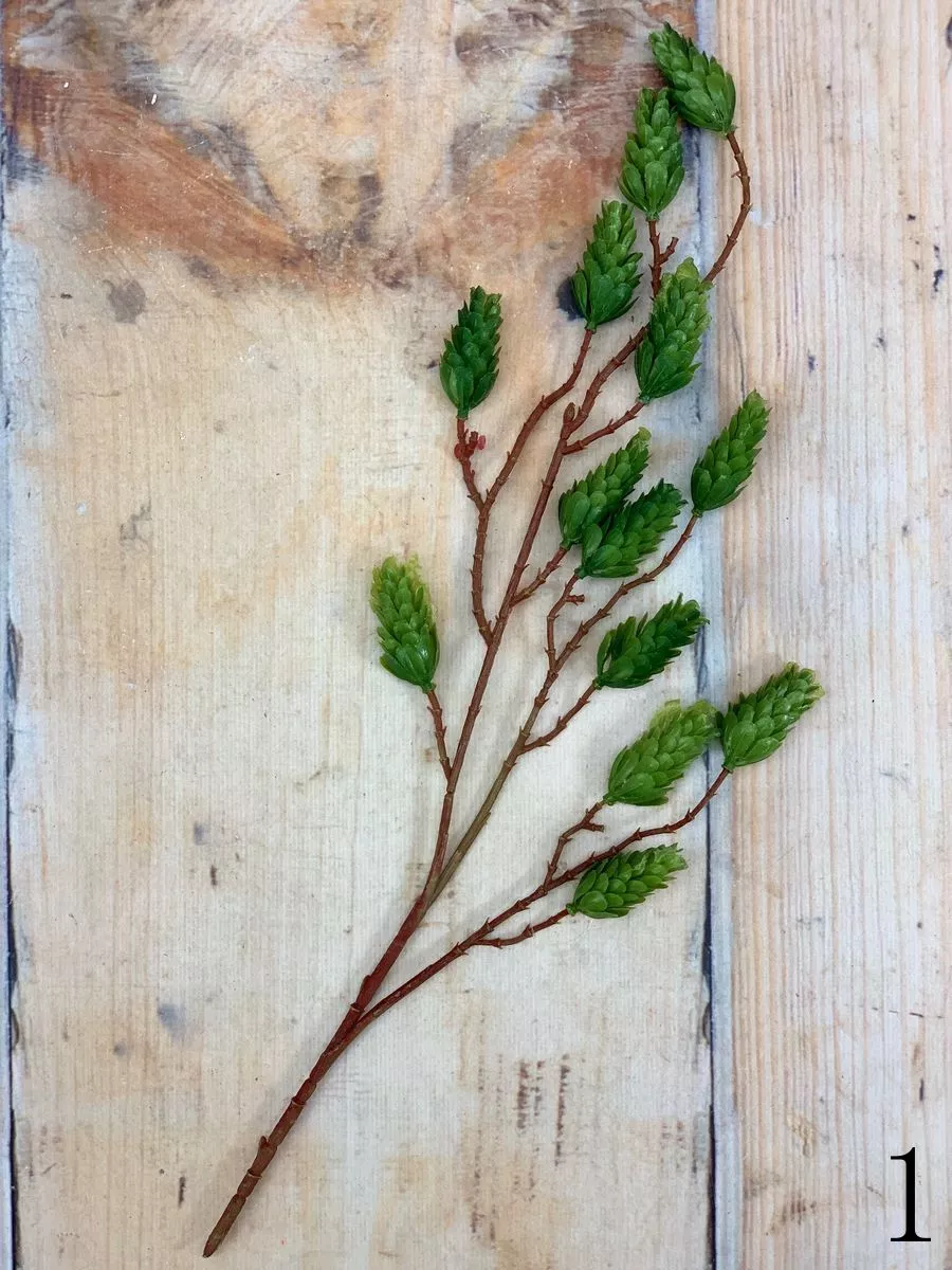 Хмель ART11280  Интернет-магазин Feron Flower 