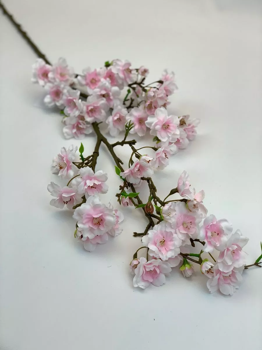 Яблонь SUN548  Интернет-магазин Feron Flower 