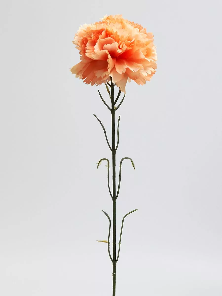 Гвоздика K396  Интернет-магазин Feron Flower 