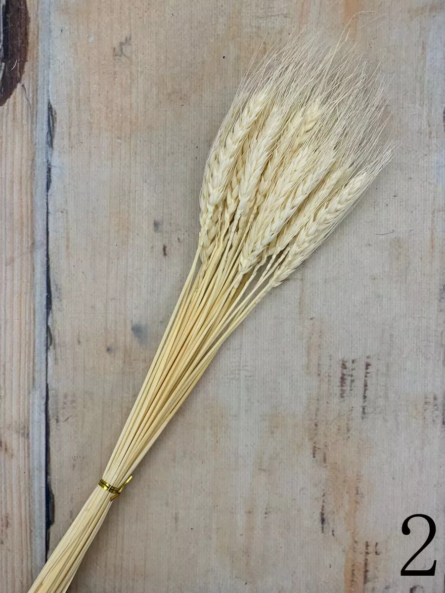 Пшеница 30 веток  Интернет-магазин Feron Flower 