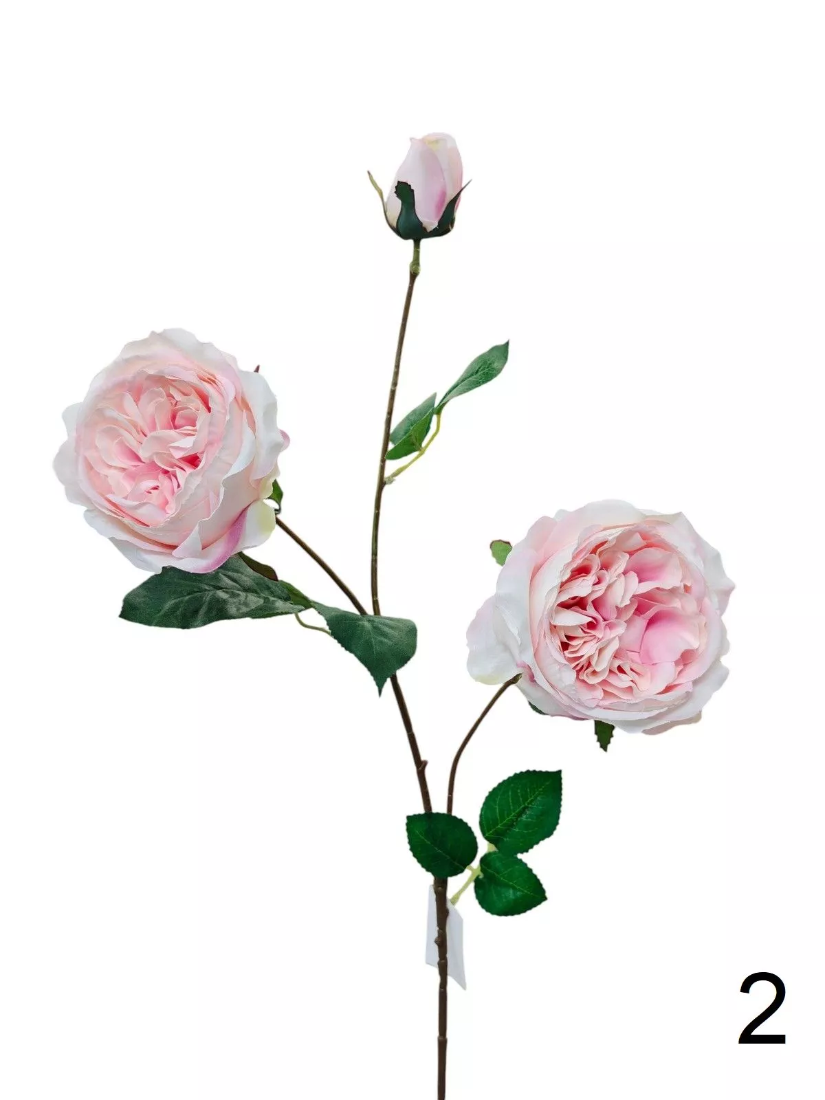 Роза кустовая FL-QH005  Интернет-магазин Feron Flower 