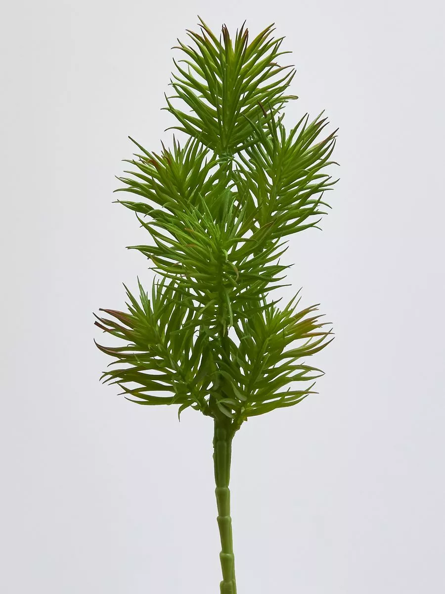 Суккулент 22KL213  Интернет-магазин Feron Flower 