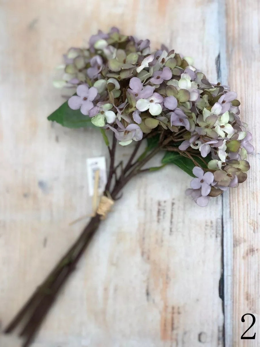 Гортензия бук DY14-36A  Интернет-магазин Feron Flower 