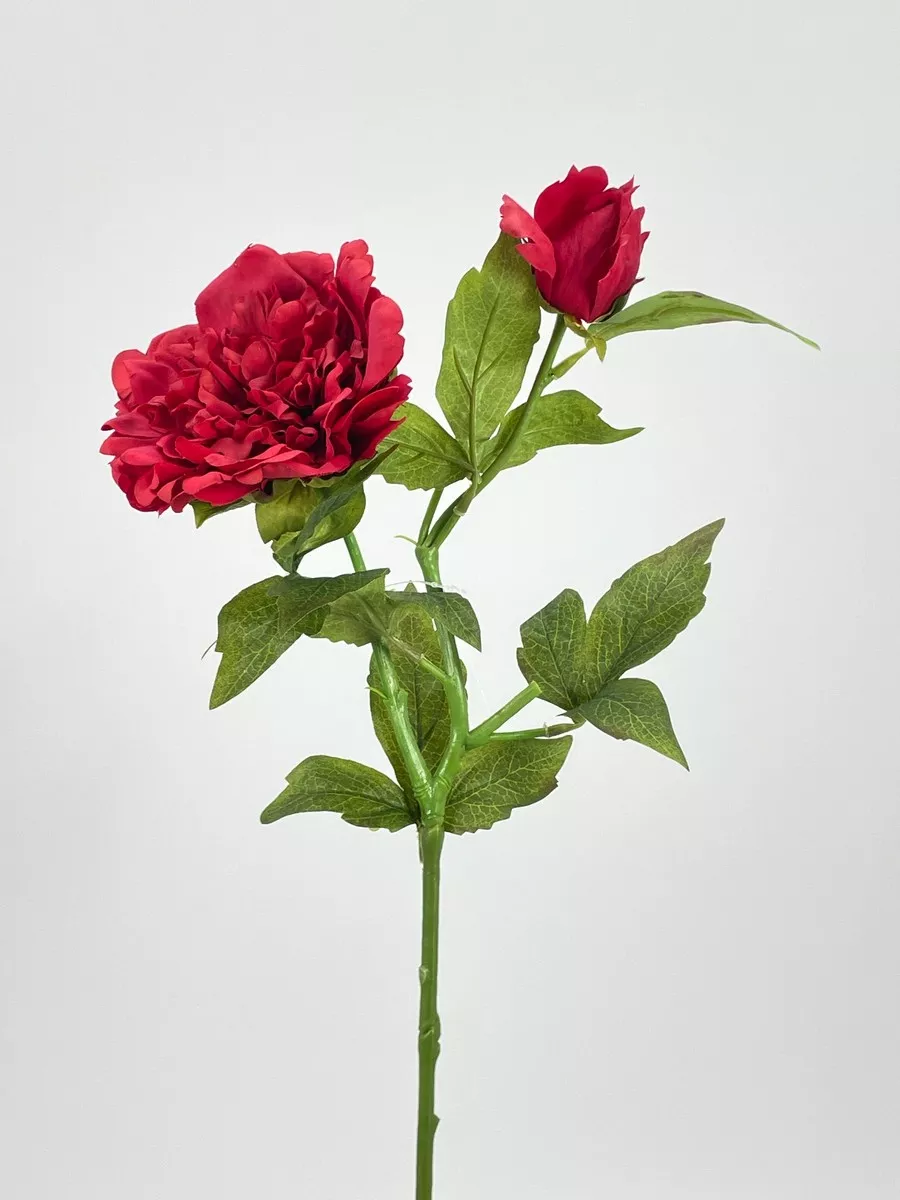 Пион PIO-111  Интернет-магазин Feron Flower 