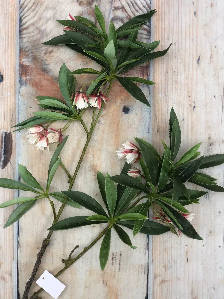 Элеокарпус KLM1099  Интернет-магазин Feron Flower 