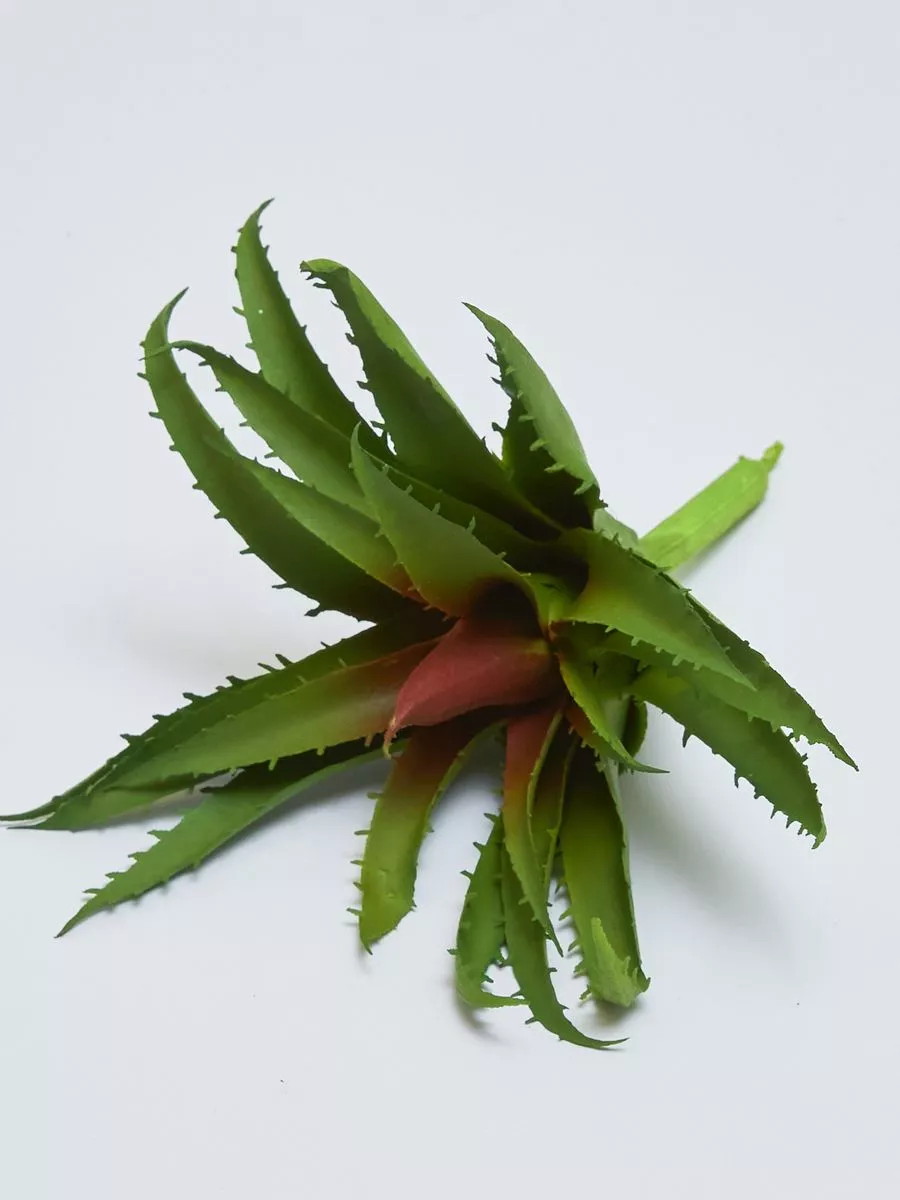 Суккулент 22KL173  Интернет-магазин Feron Flower 