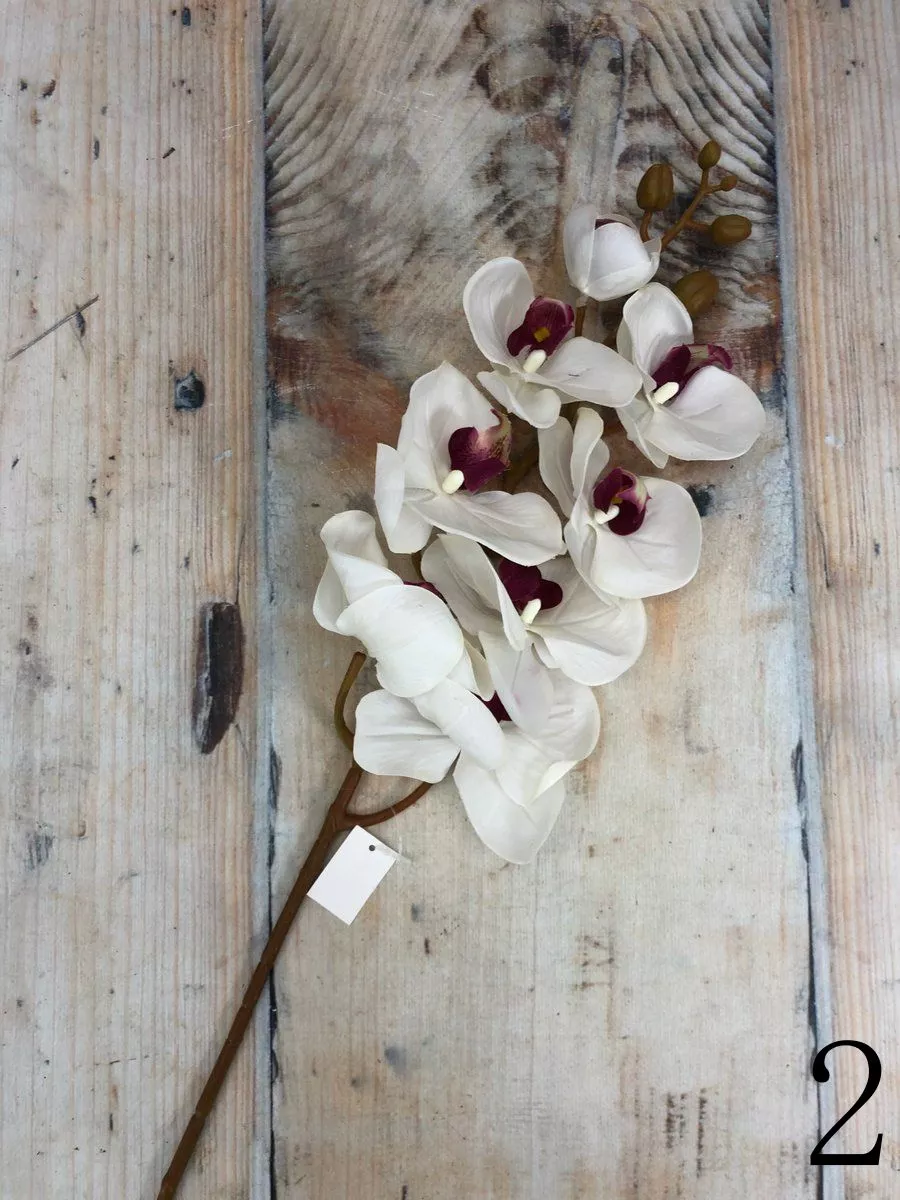 Орхидея JX012  Интернет-магазин Feron Flower 