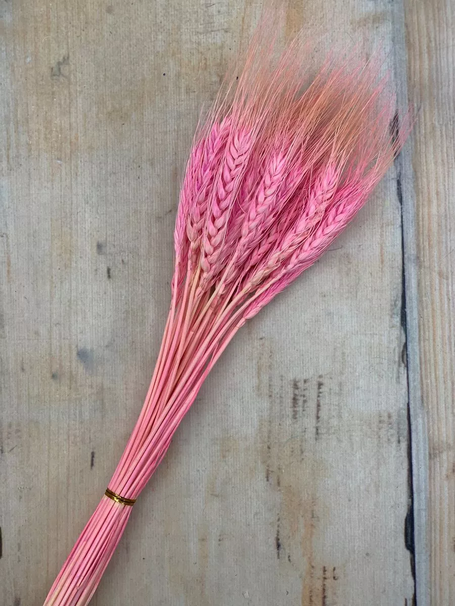 Пшеница 30 веток  Интернет-магазин Feron Flower 