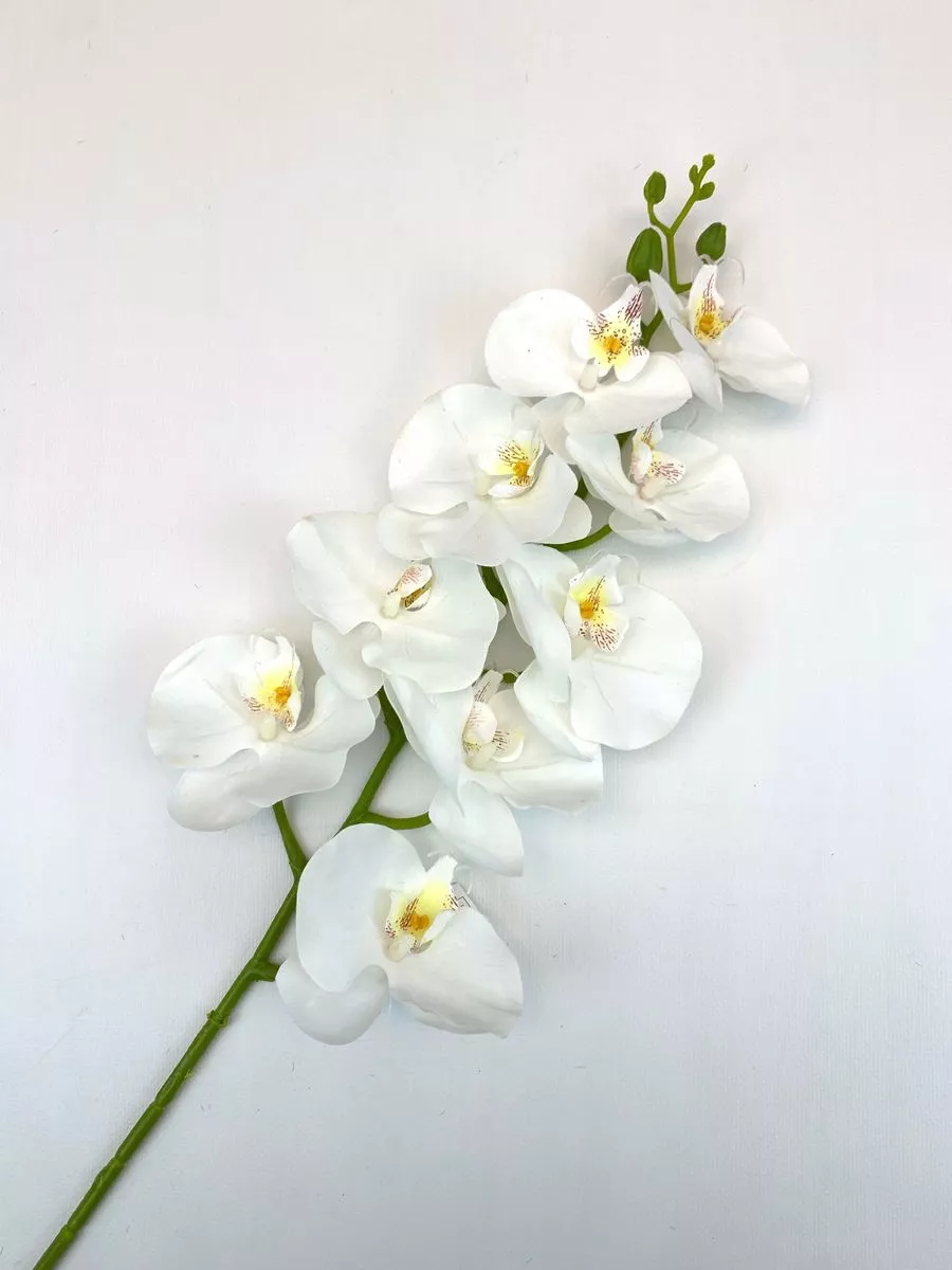 Орхидея CG0243  Интернет-магазин Feron Flower 