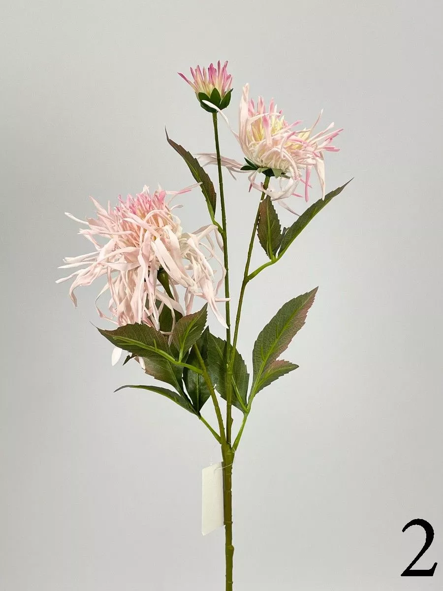 Хризантема PIO-108  Интернет-магазин Feron Flower 