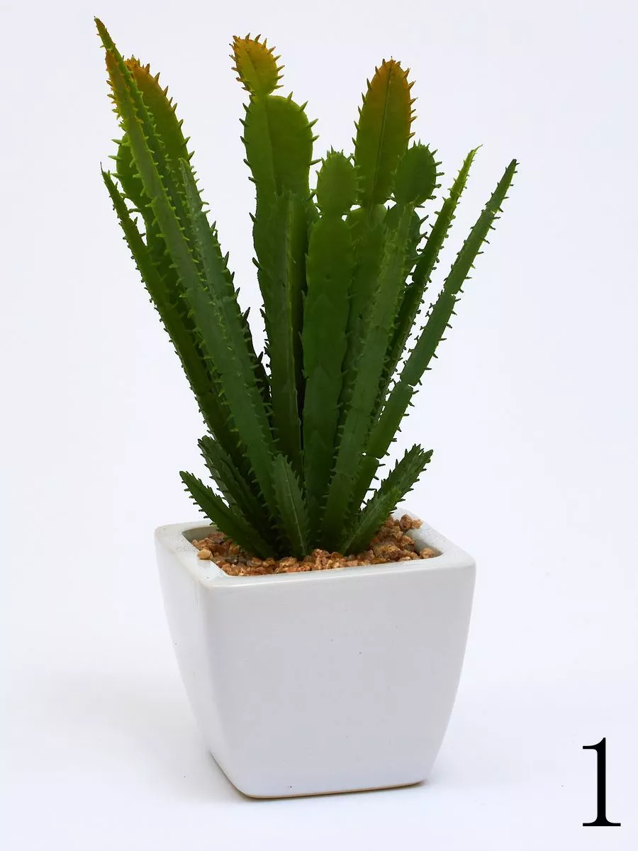 Суккулент ART17769  Интернет-магазин Feron Flower 