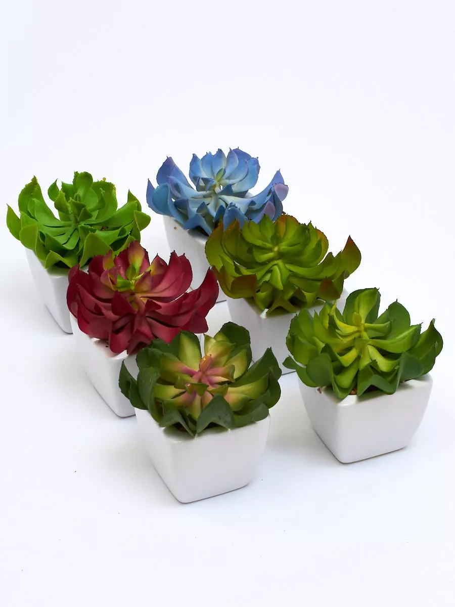 Суккулент ART17771  Интернет-магазин Feron Flower 