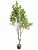 Фикус 9259-1332  Интернет-магазин Feron Flower 