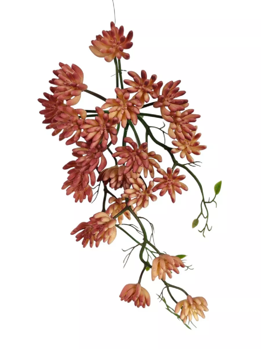 Суккулент 23NHD-5814  Интернет-магазин Feron Flower 