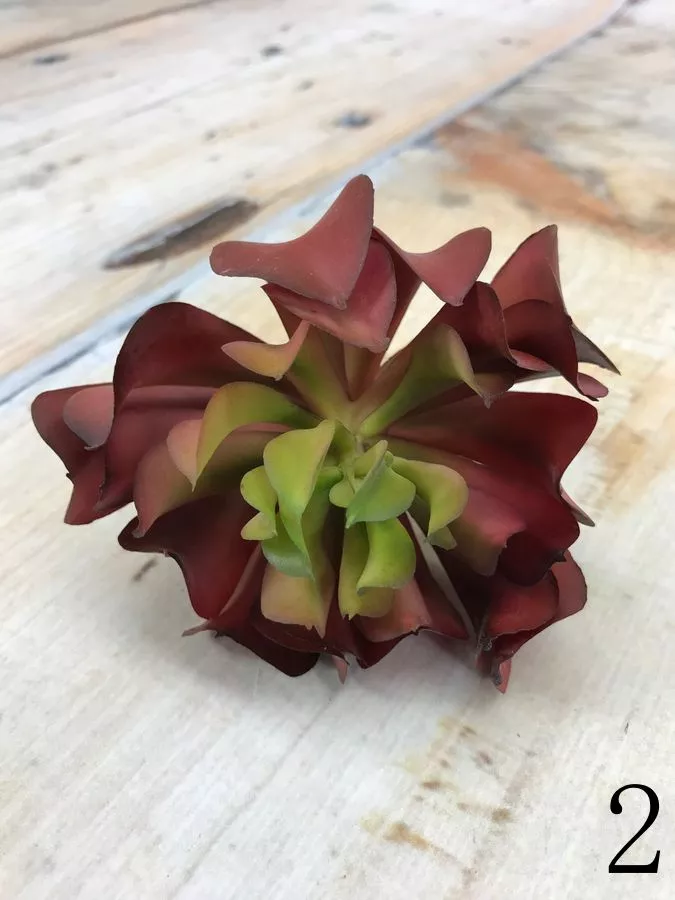 Суккулент YD203  Интернет-магазин Feron Flower 