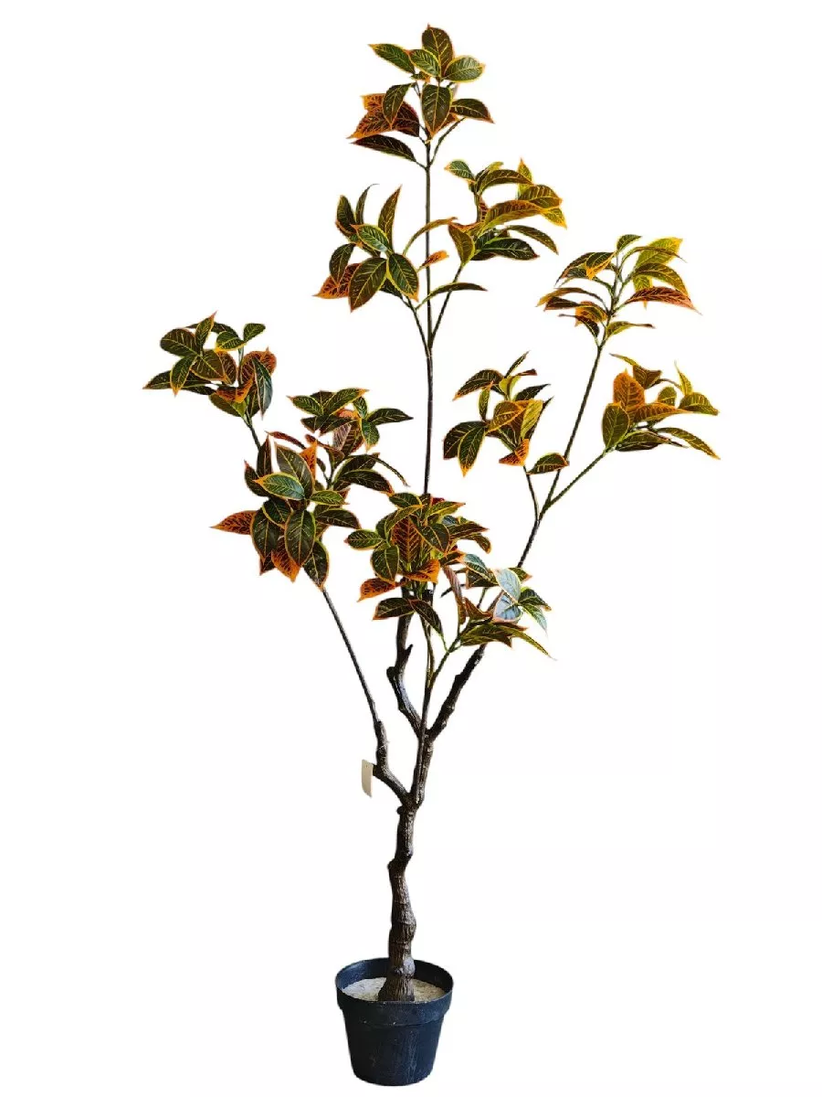 Кротон 9259-1340  Интернет-магазин Feron Flower 