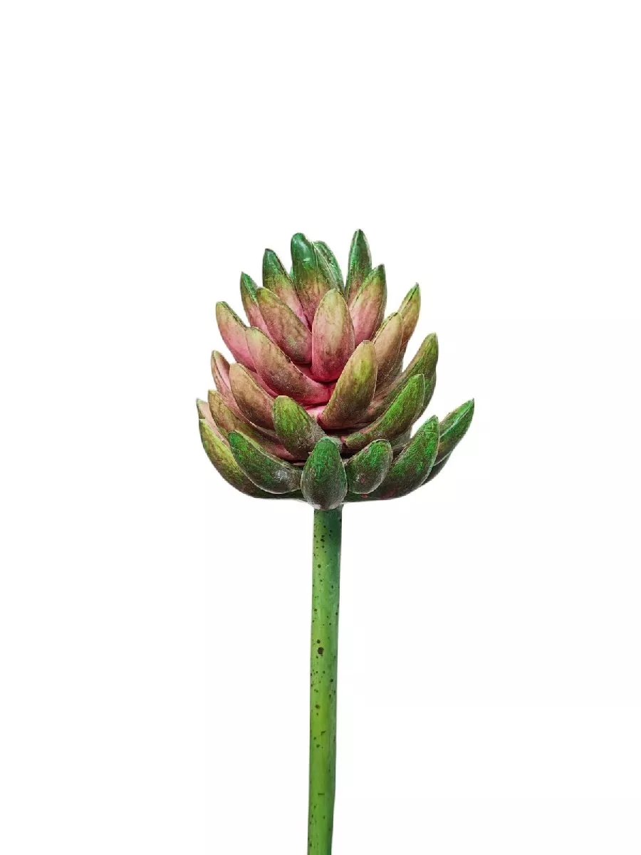 Суккулент 188CAN9680  Интернет-магазин Feron Flower 
