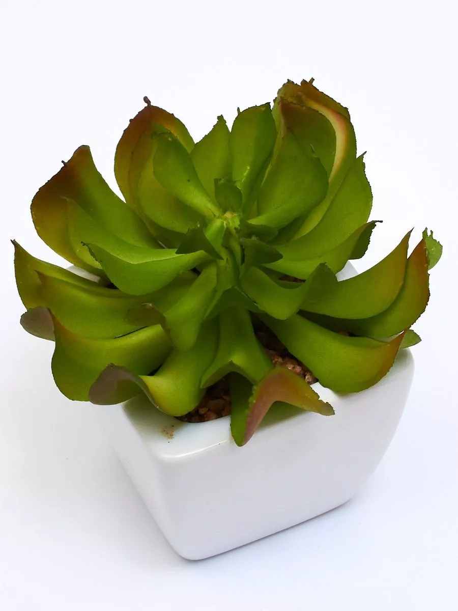 Суккулент ART17771  Интернет-магазин Feron Flower 