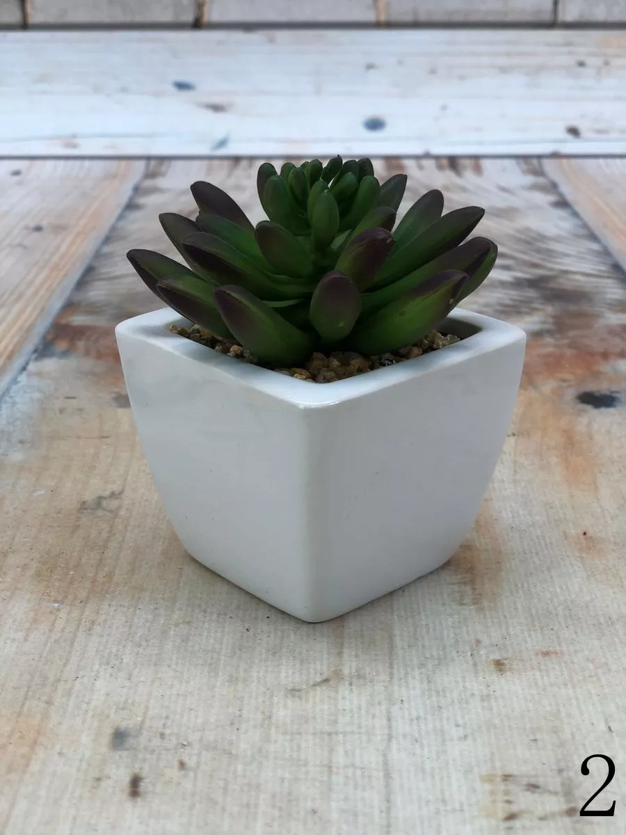 Суккулент 9KL6385A  Интернет-магазин Feron Flower 