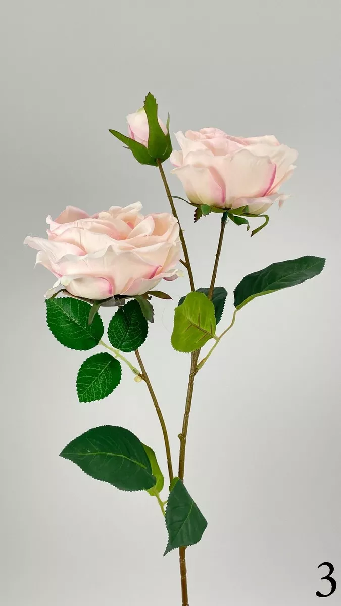 Роза кустовая FL-QH005  Интернет-магазин Feron Flower 