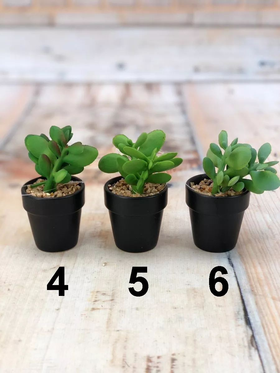 Суккулент в горш. ART16984  Интернет-магазин Feron Flower 