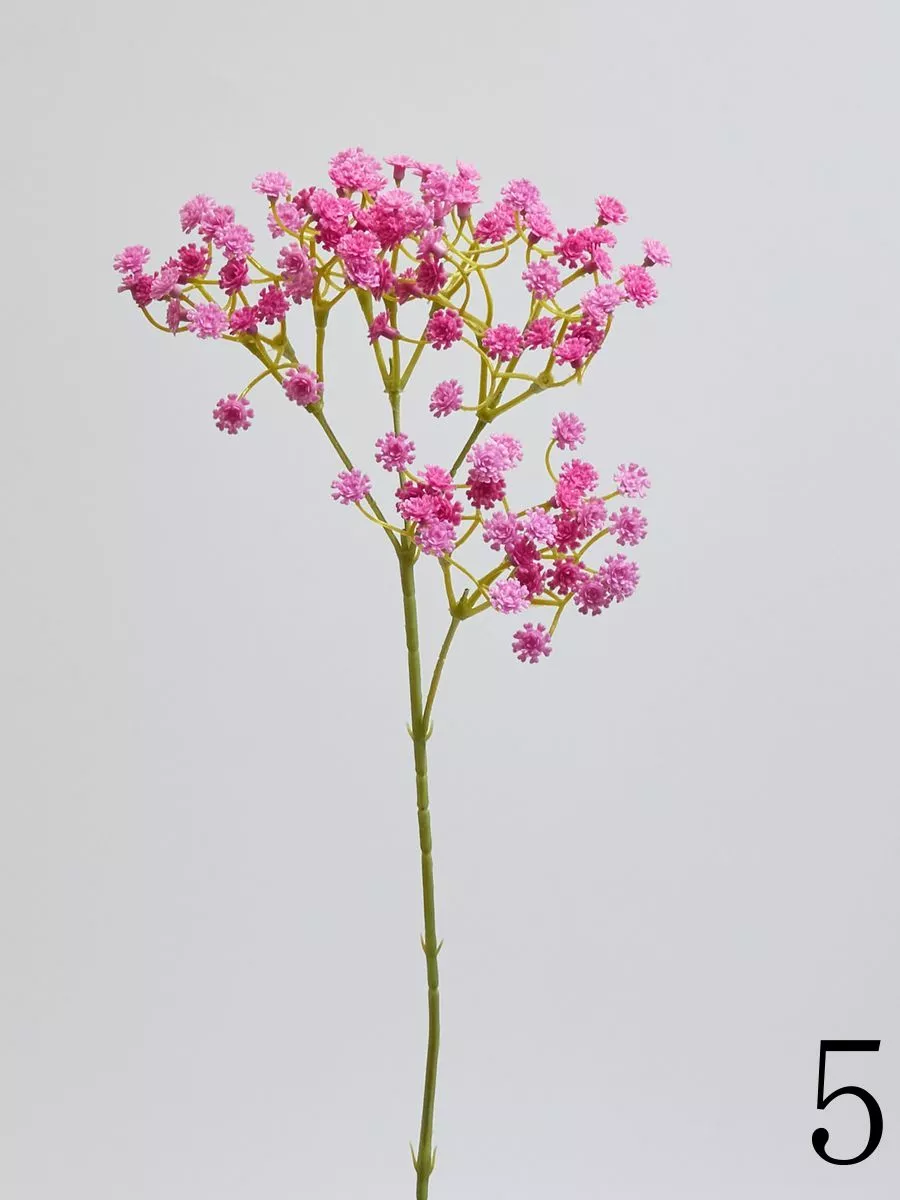 Гипсофила SUN455  Интернет-магазин Feron Flower 