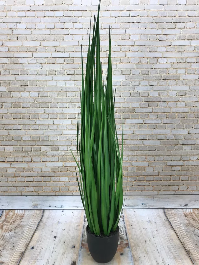 Осока в горшке GR015  Интернет-магазин Feron Flower 