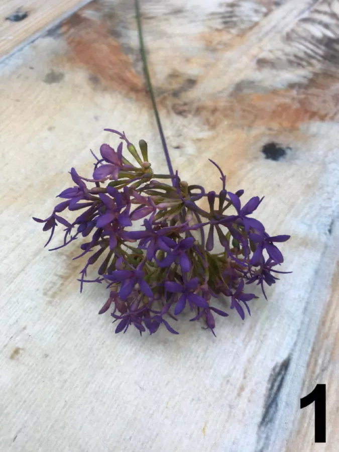 Ветка 35CAN13119641 *6  Интернет-магазин Feron Flower 