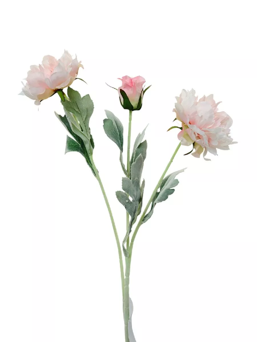 Пион FL-QH157  Интернет-магазин Feron Flower 