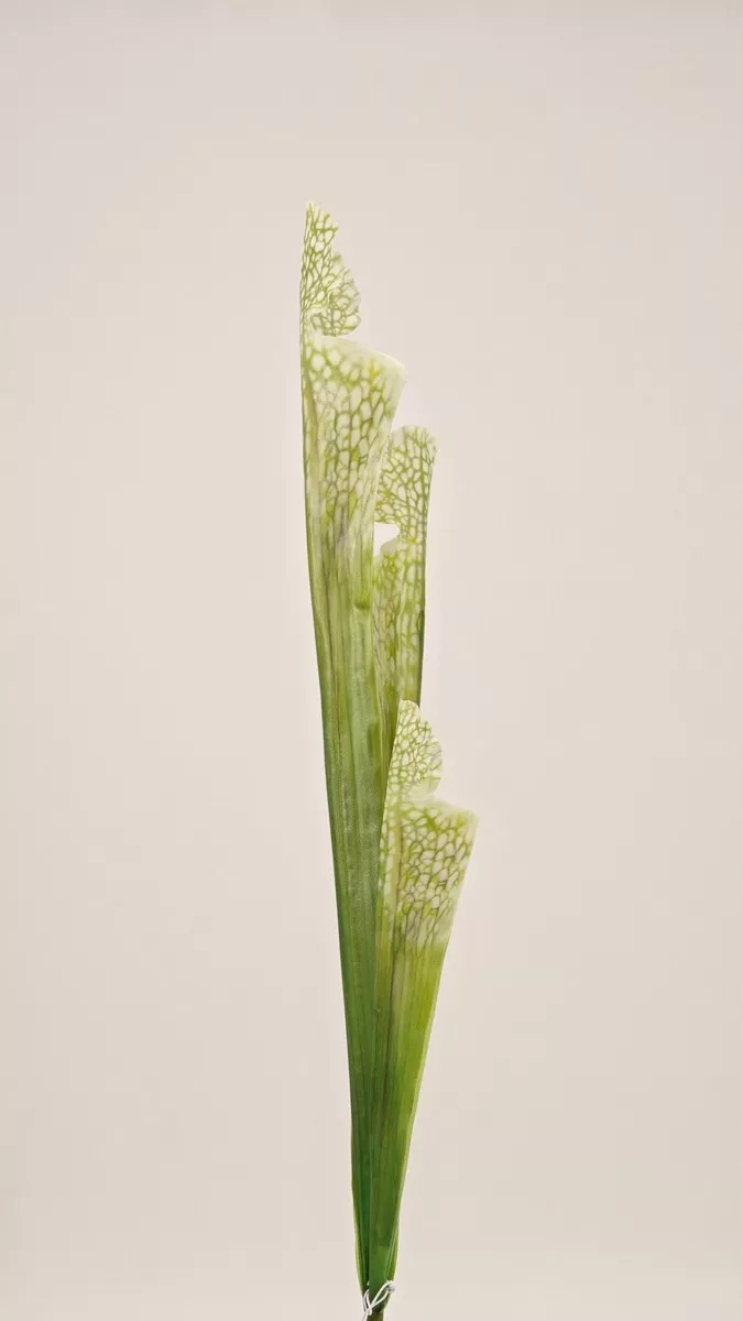 Зелень REN-241 белый   Интернет-магазин Feron Flower 