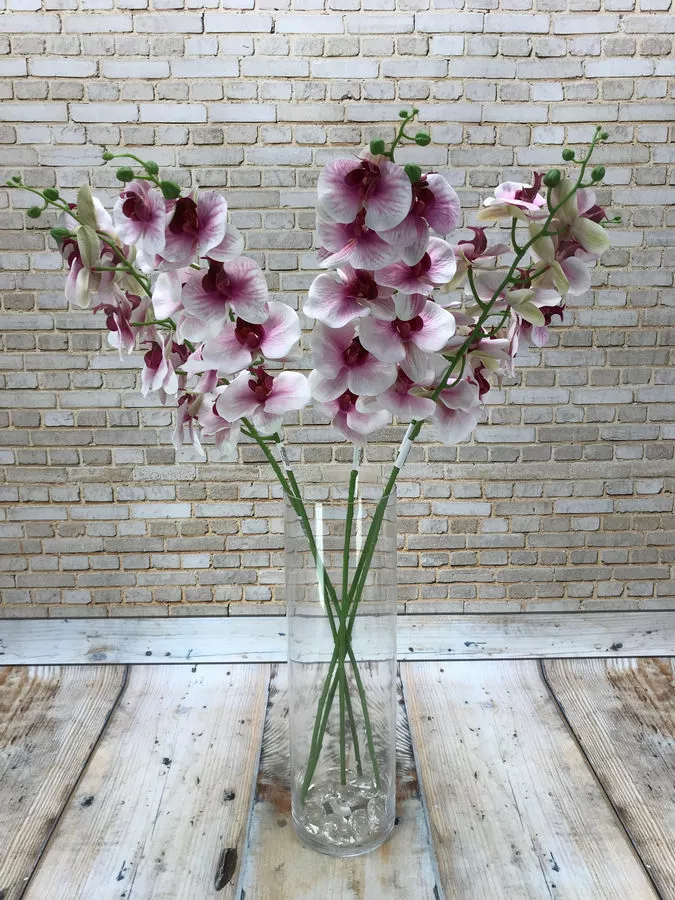 Орхидея GK186  Интернет-магазин Feron Flower 