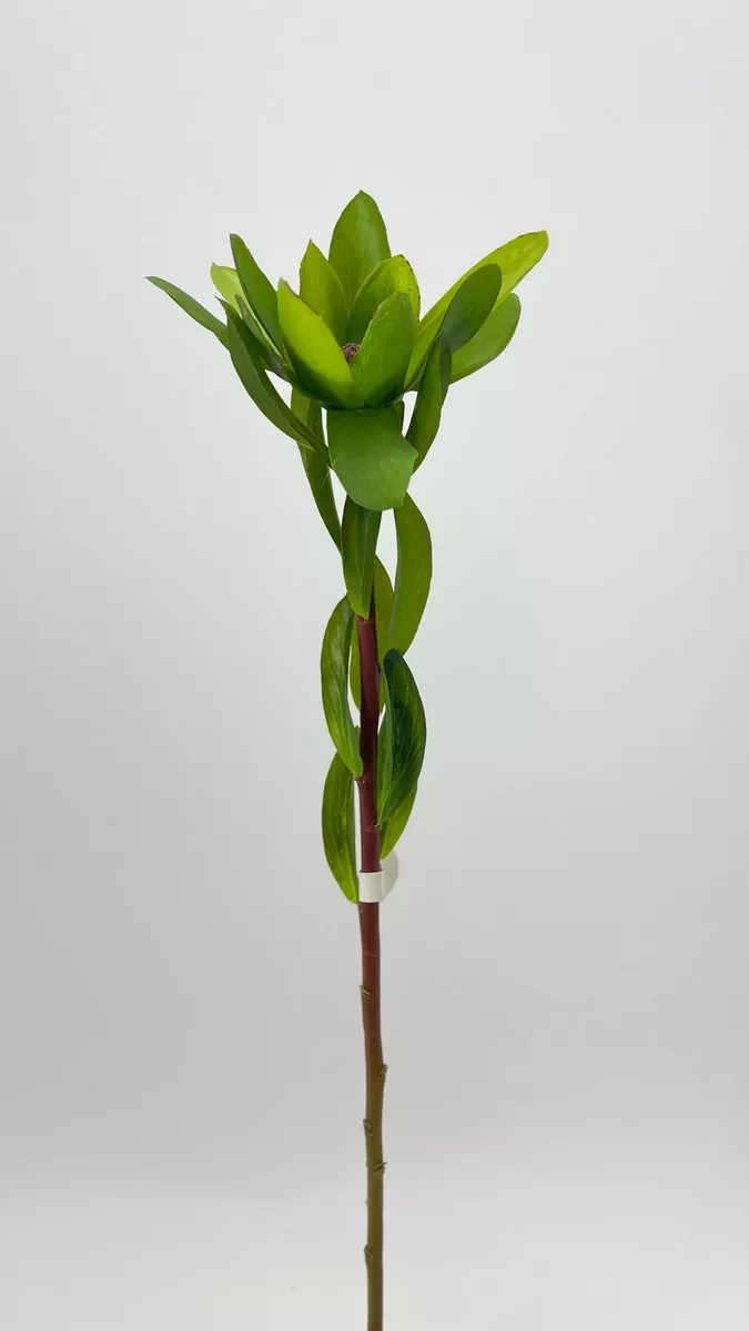 Сафари 300735  Интернет-магазин Feron Flower 