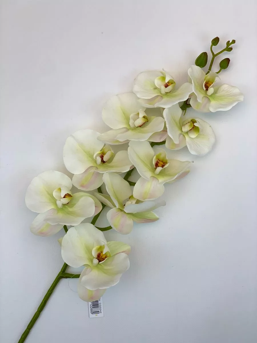 Орхидея CG0242  Интернет-магазин Feron Flower 