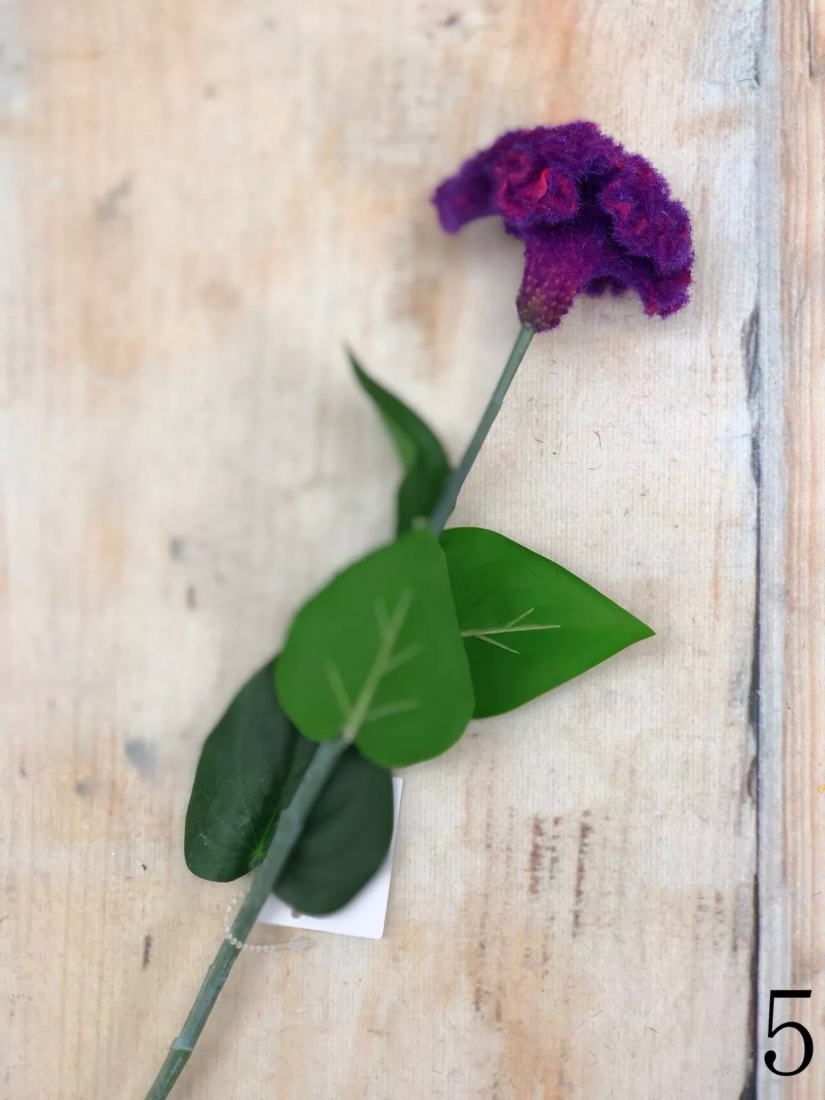 Целозия K03956  Интернет-магазин Feron Flower 