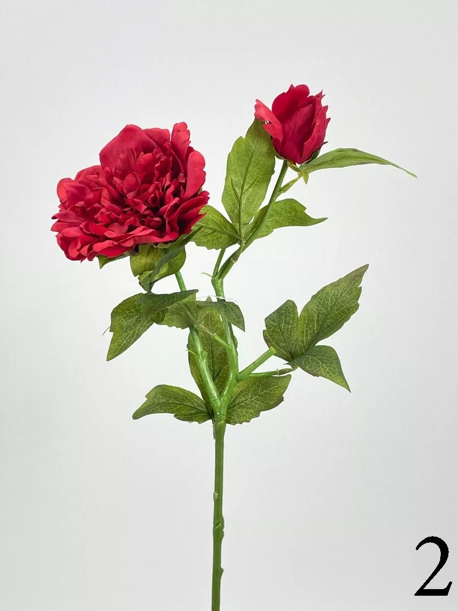 Пион PIO-111  Интернет-магазин Feron Flower 
