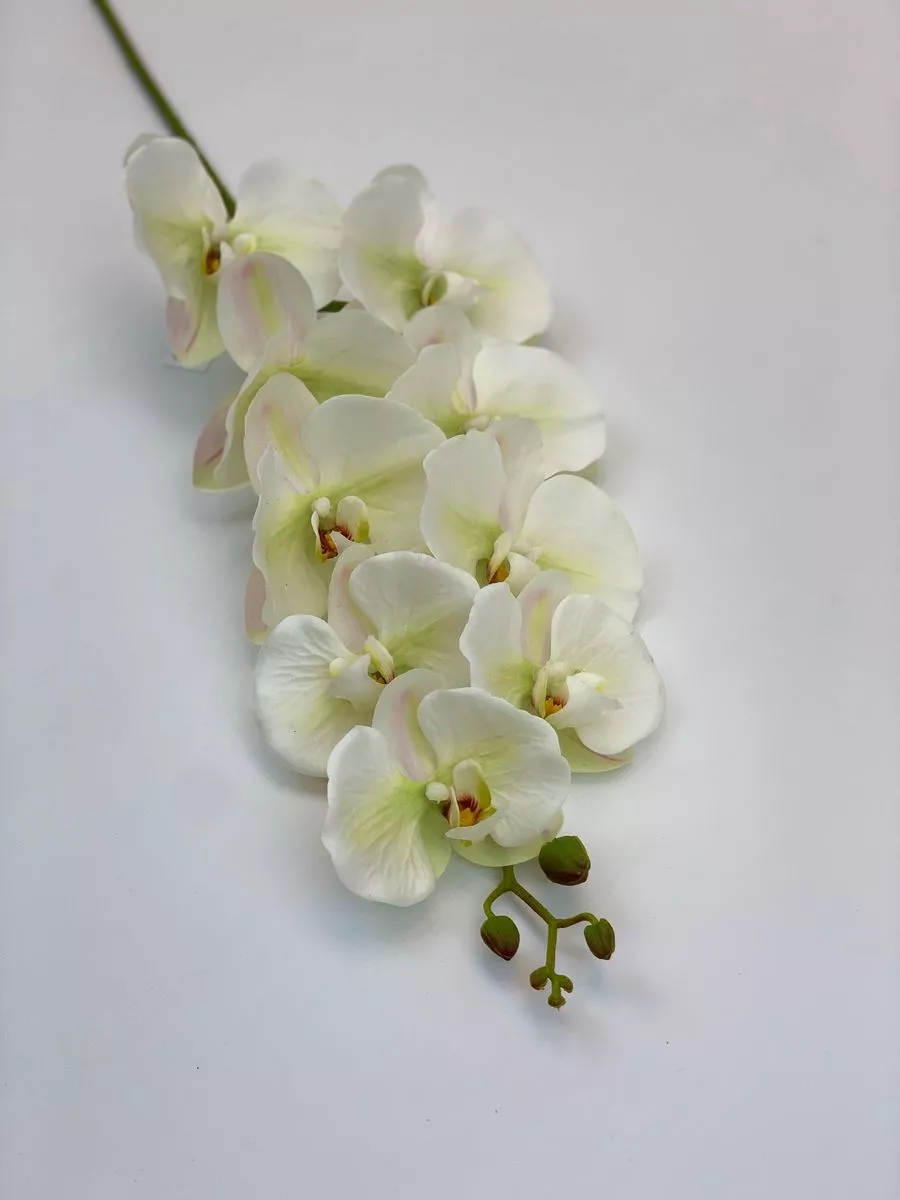Орхидея CG0242  Интернет-магазин Feron Flower 