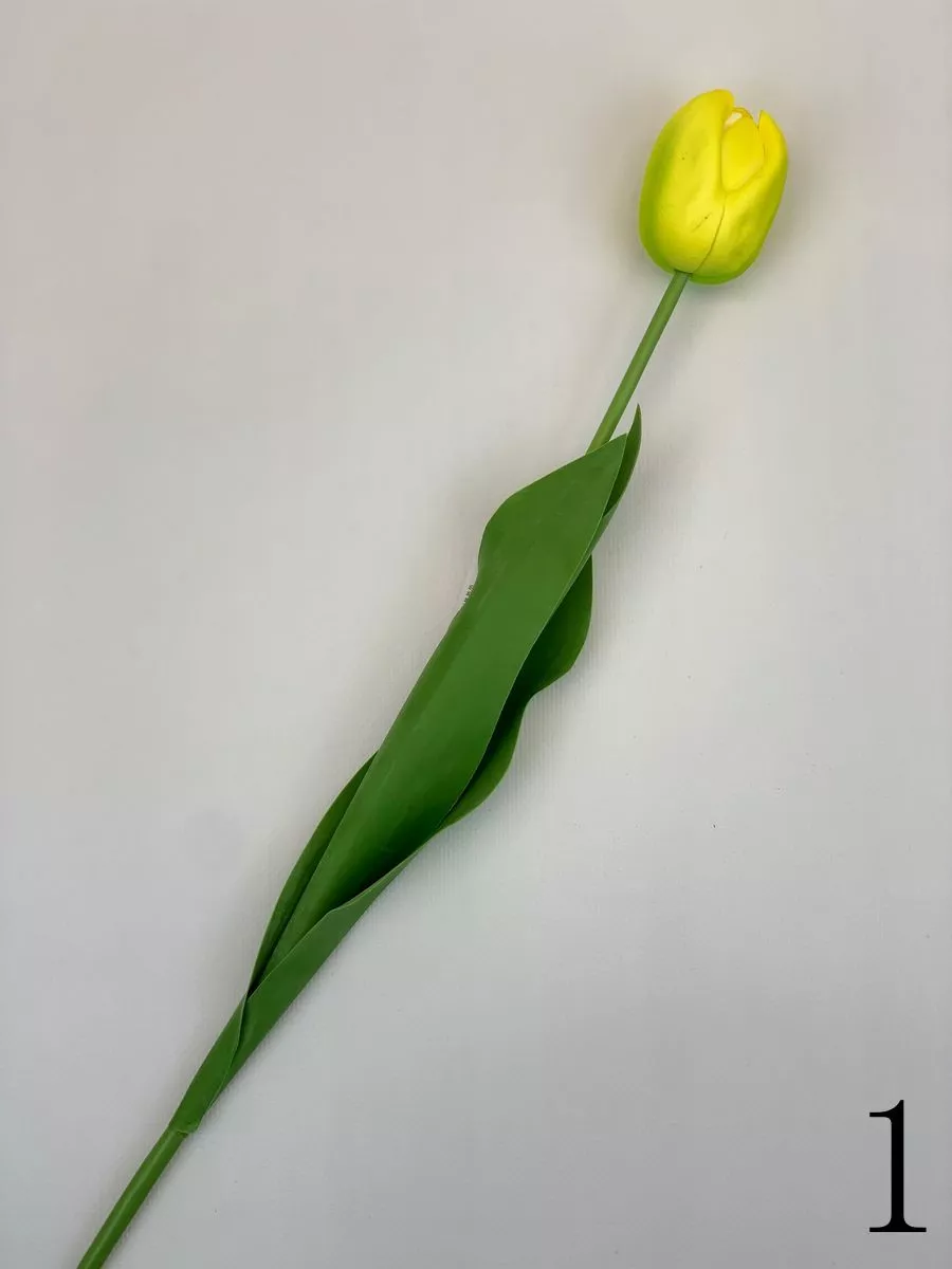 Тюльпан CG0054  Интернет-магазин Feron Flower 