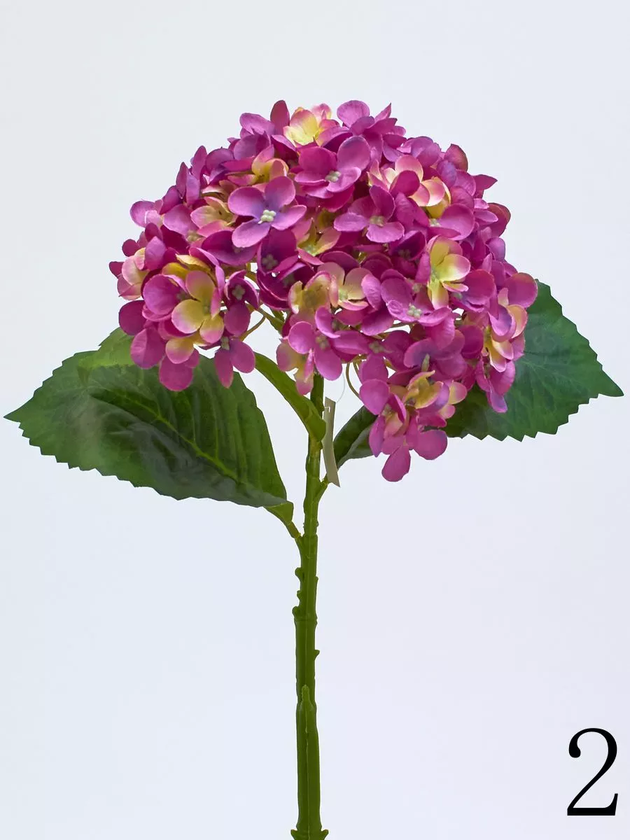 Гортензия SUN643  Интернет-магазин Feron Flower 