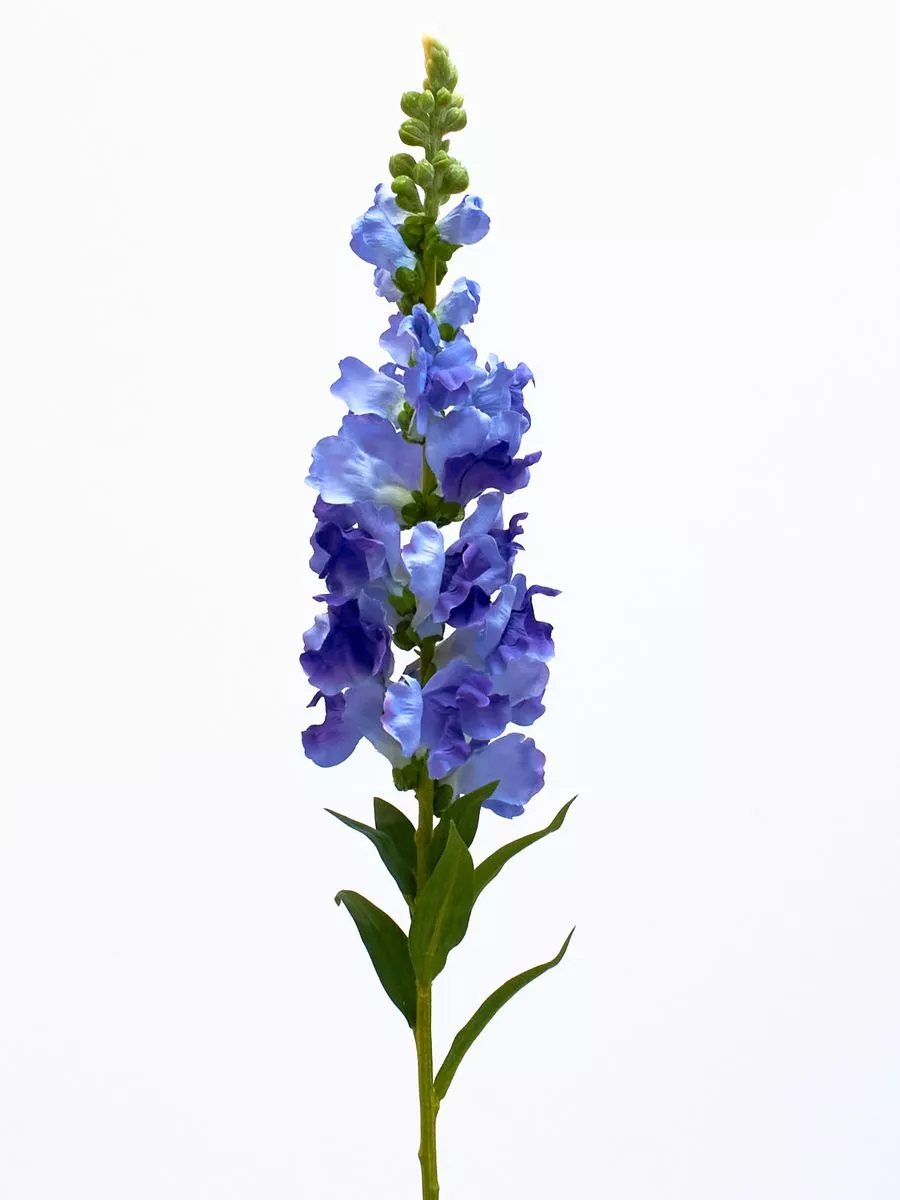 Дельфиниум SUN625  Интернет-магазин Feron Flower 