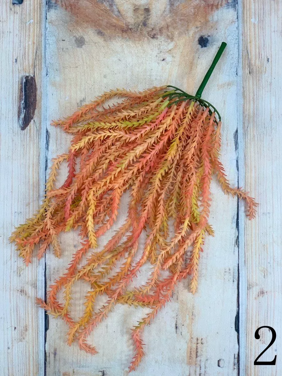 Суккулент 188CAN1859  Интернет-магазин Feron Flower 