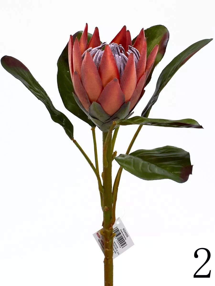 Протея K04005  Интернет-магазин Feron Flower 