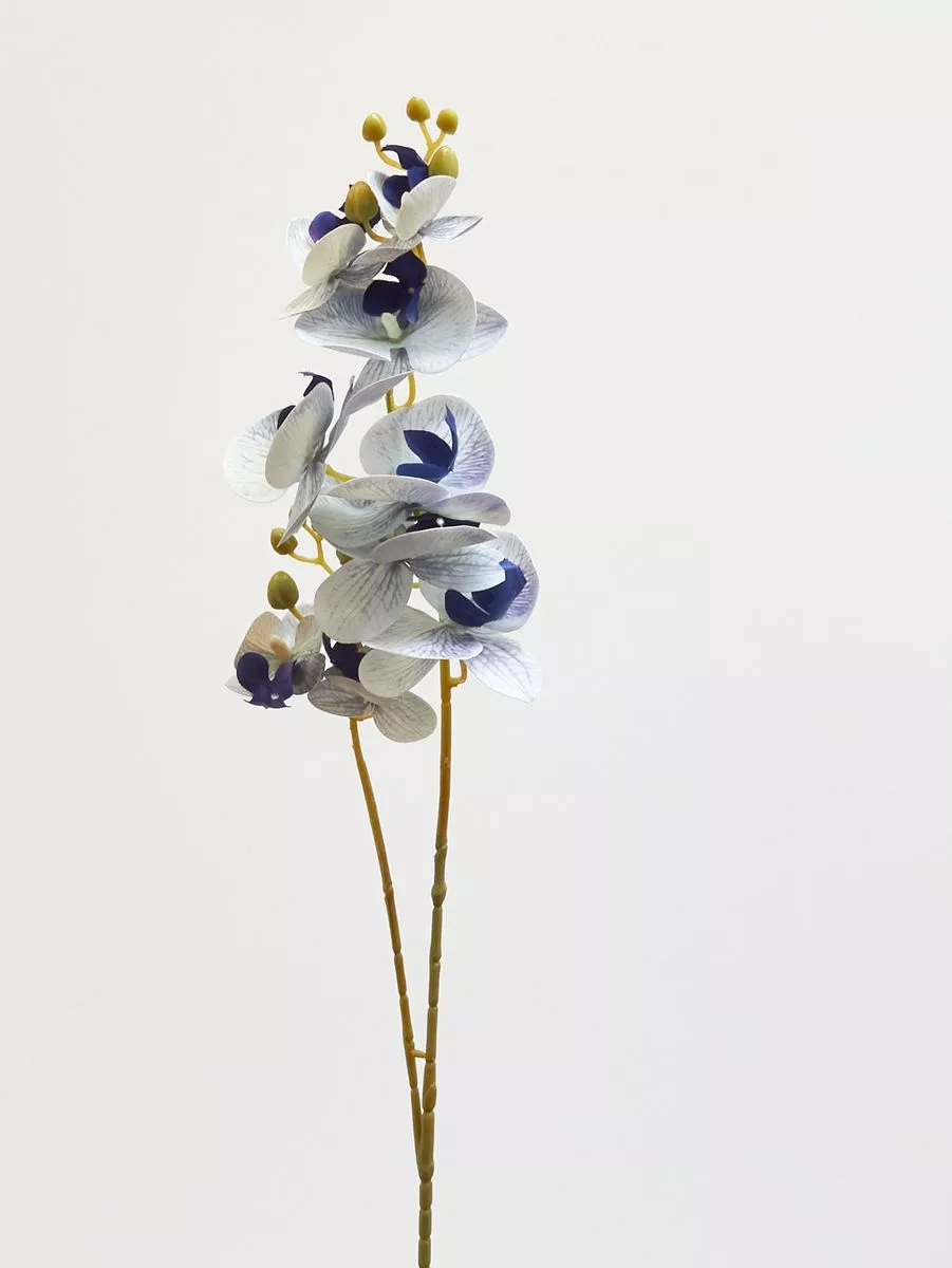 Орхидея 210153  Интернет-магазин Feron Flower 