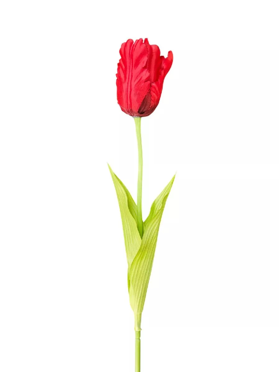 Тюльпан 131149  Интернет-магазин Feron Flower 