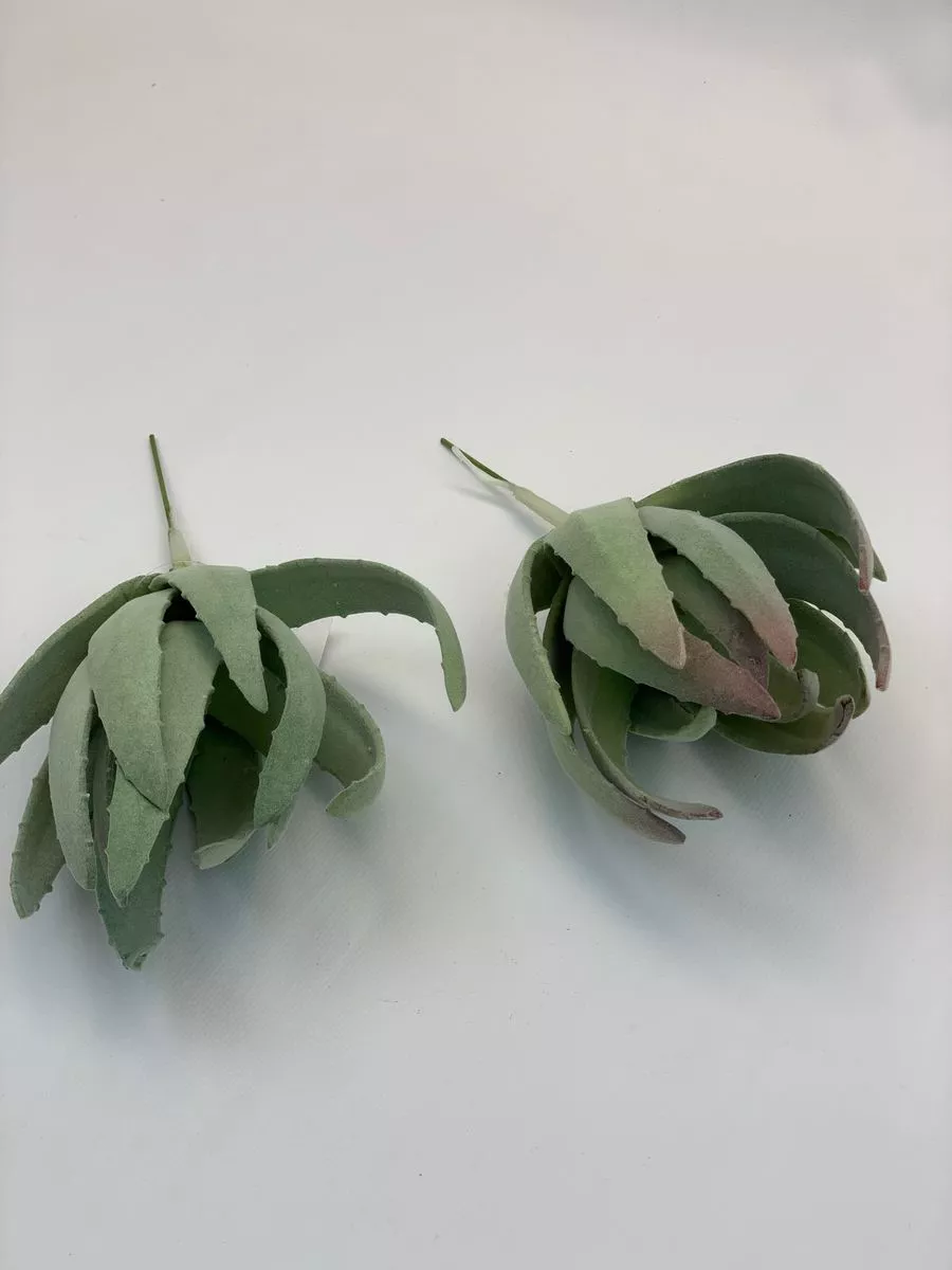 Суккулент YD225  Интернет-магазин Feron Flower 