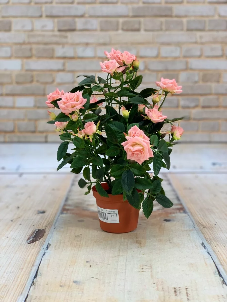 Роза в горшке 18-01-15  Интернет-магазин Feron Flower 