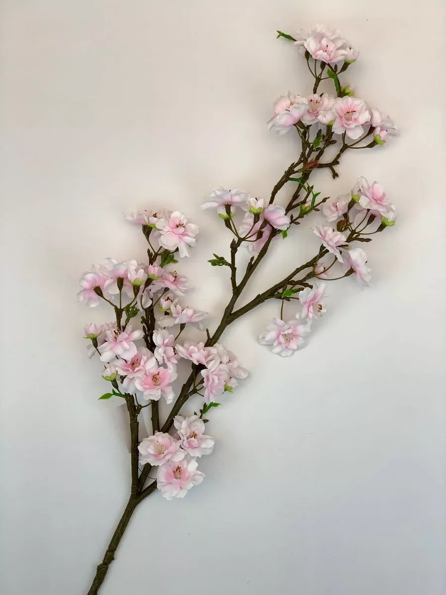 Яблонь SUN548  Интернет-магазин Feron Flower 