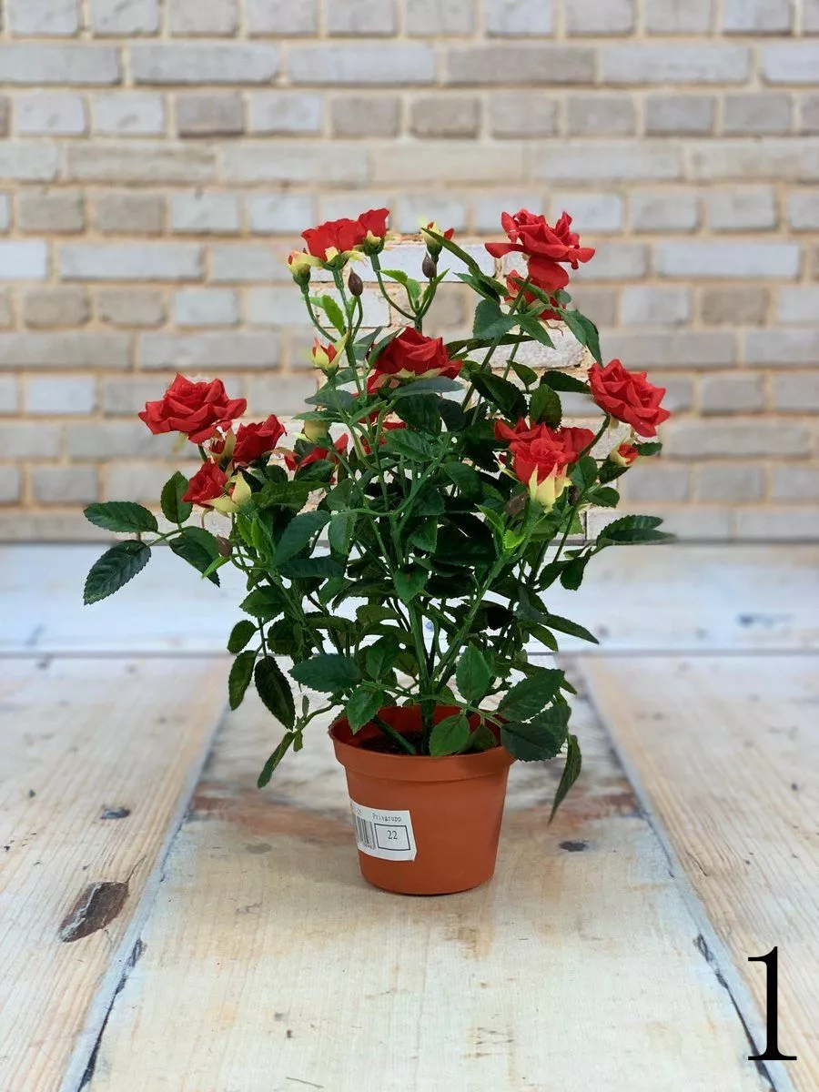 Роза в горшке 18-01-15  Интернет-магазин Feron Flower 