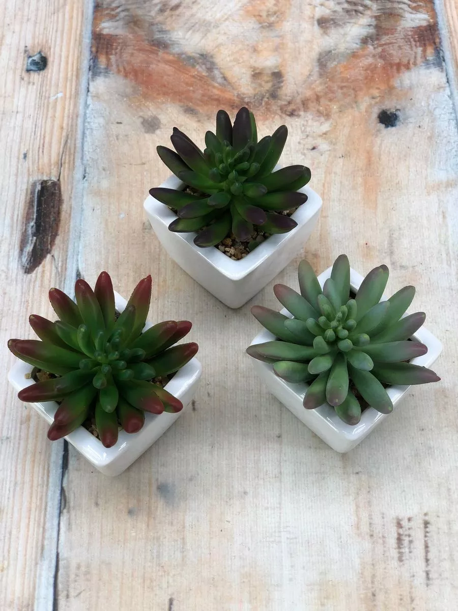 Суккулент 9KL6385A  Интернет-магазин Feron Flower 